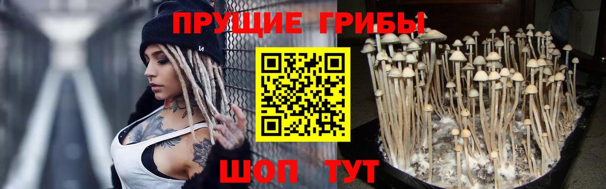 Алейск  Псилоцибиновые грибы Psilocybe  Вход с VPN 
